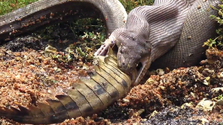 Python eats crocodile after gruesome five-hour battle